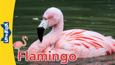 meet the animals flamingo